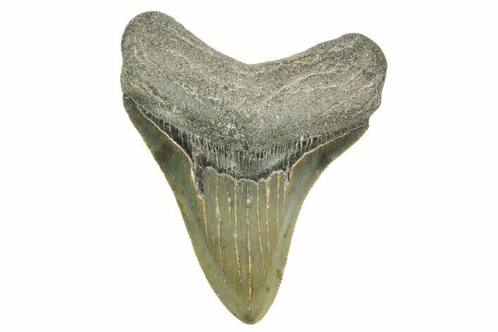 Serrated, Fossil Megalodon Tooth - North Carolina #368046
